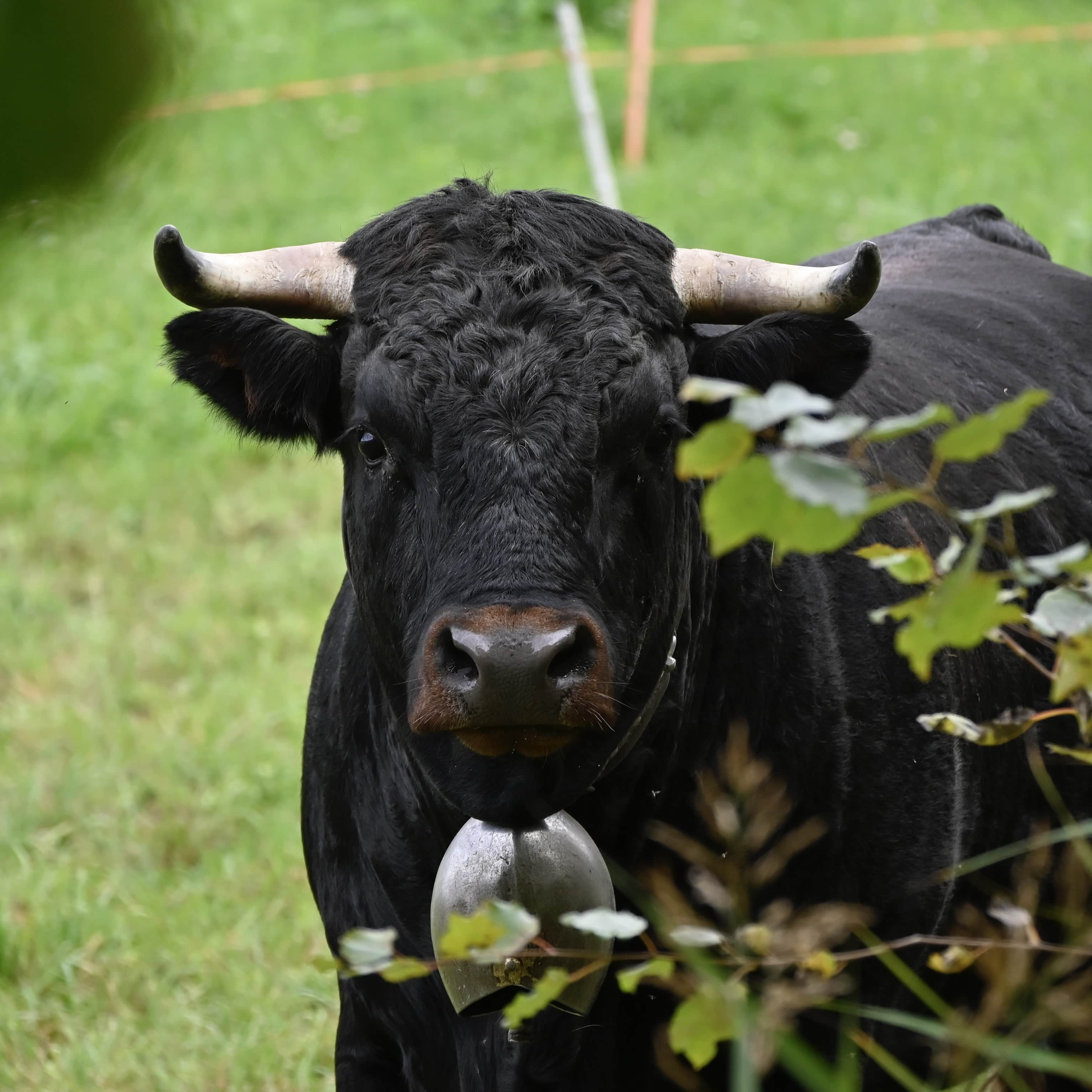 Hérens Cow Stare